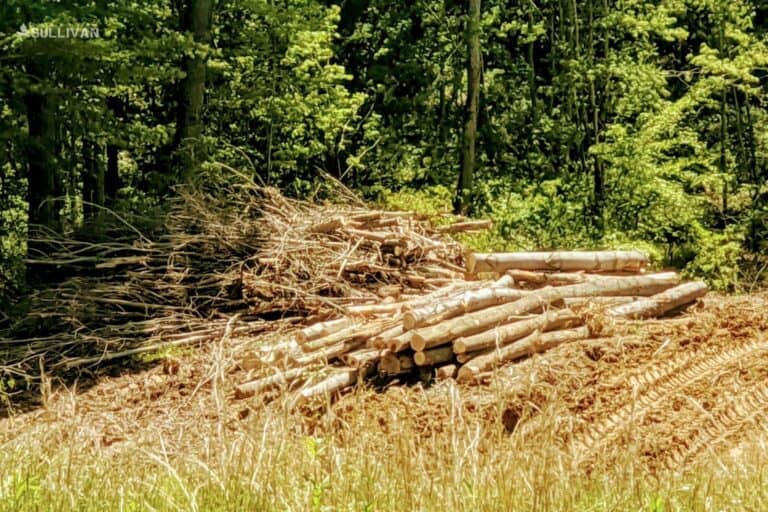 pile of lumber after land clearance