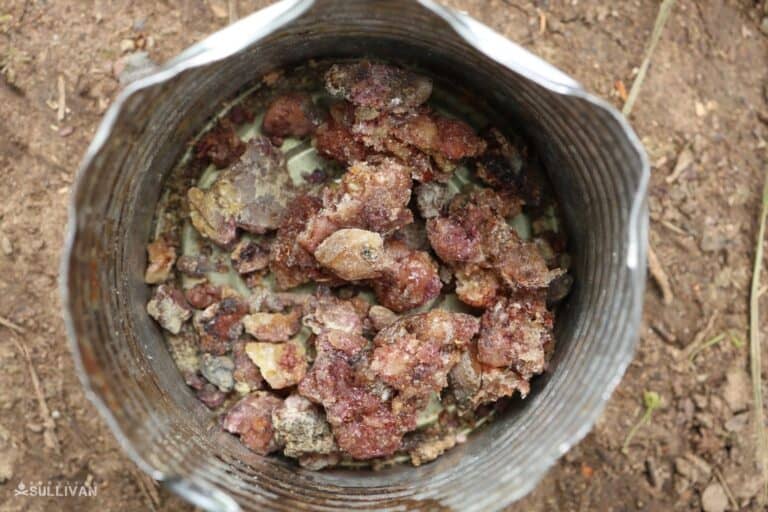 pine sap in container