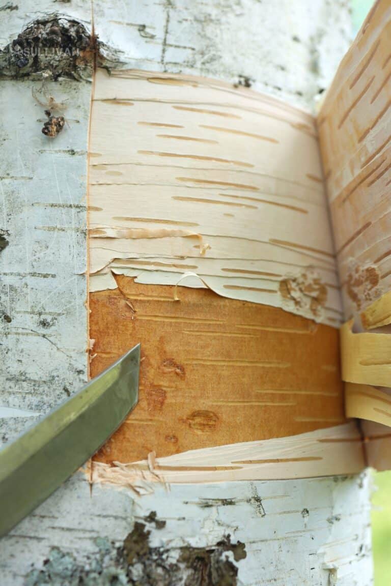 removing outer bark